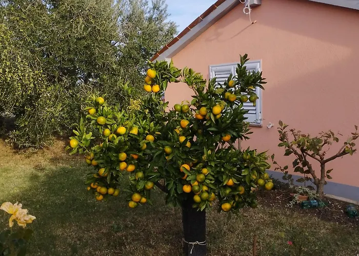 アパート Apartmaji Paliska B *