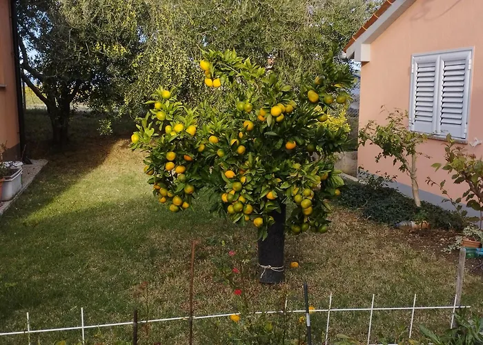 アパート Apartmaji Paliska B *